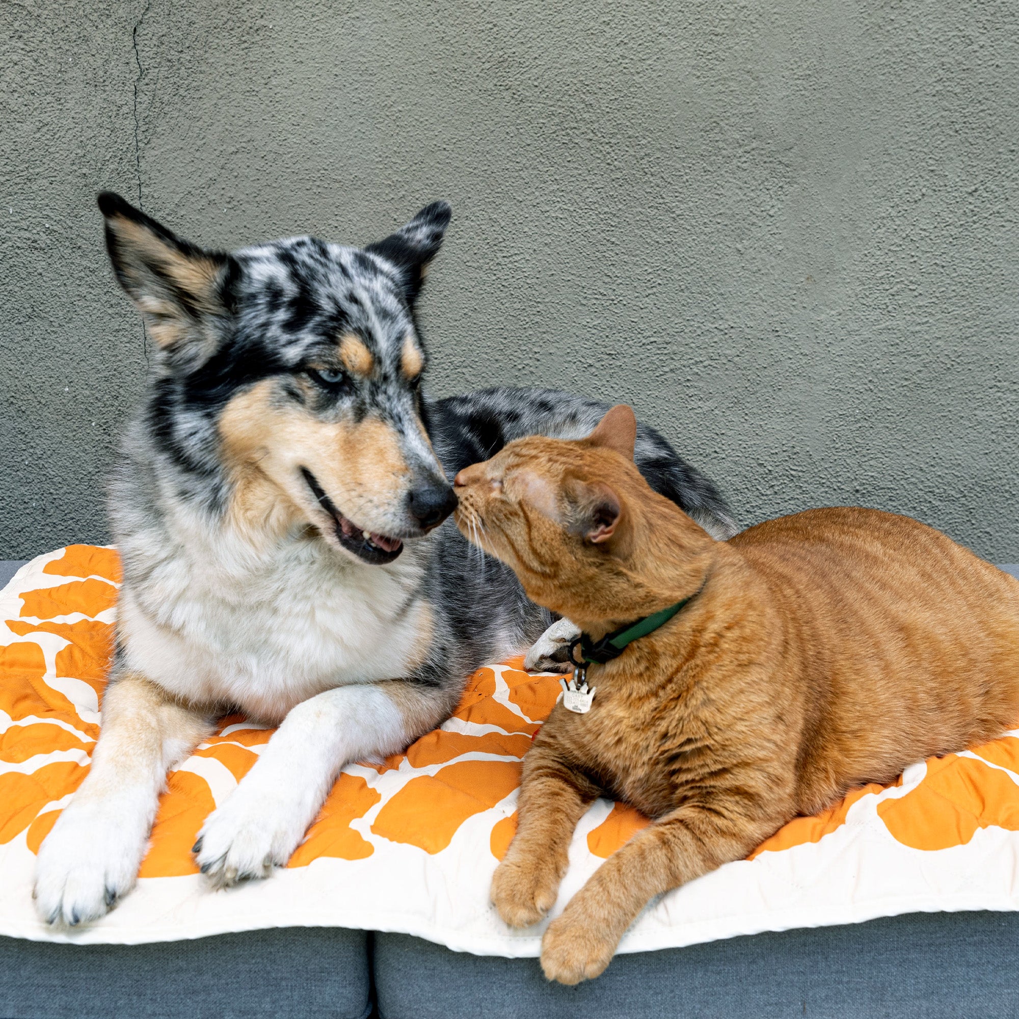 The Gary Blanket: Waterproof and Pet-Friendly Solution – One