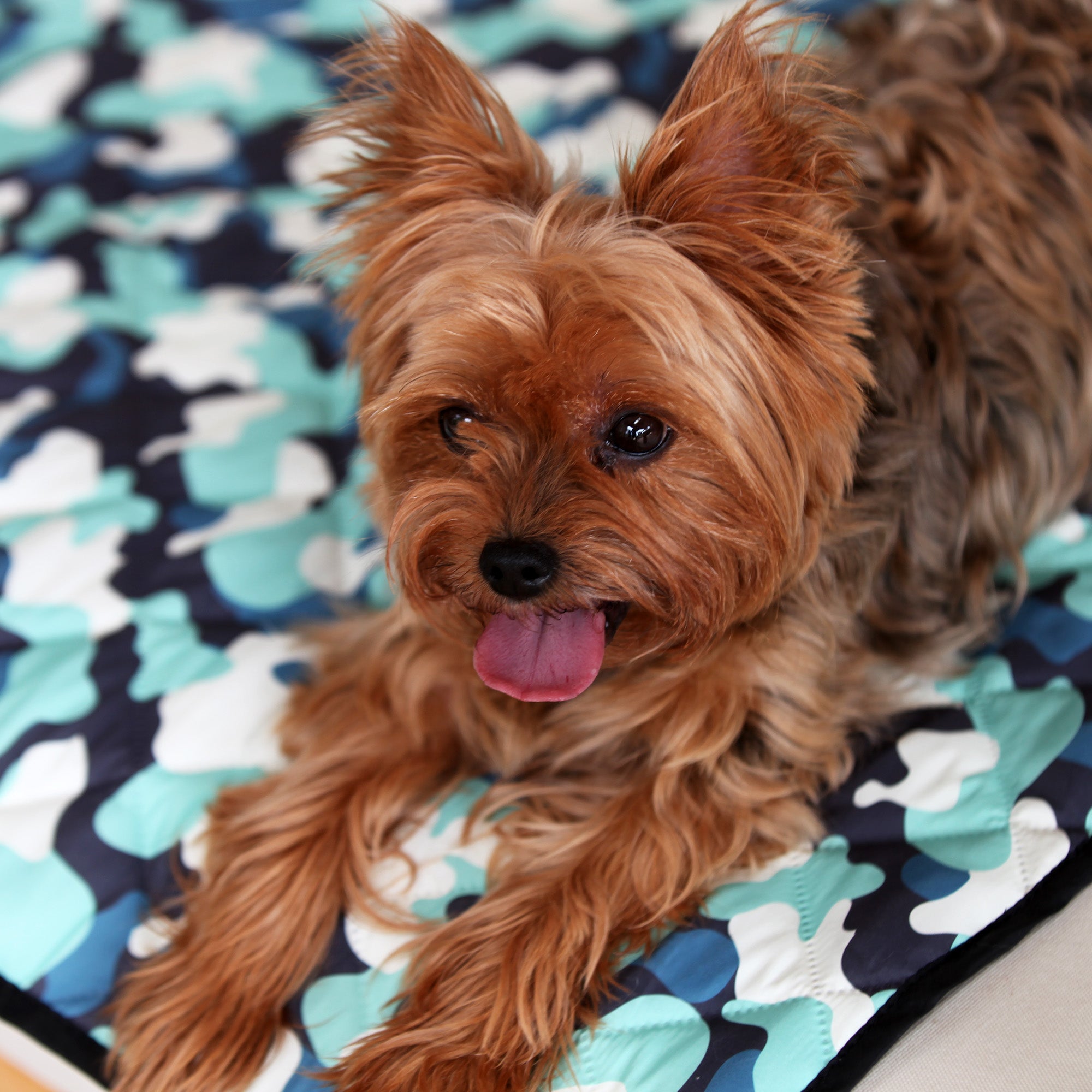 The Major Waterproof Blanket for Pets and Couch Protection – One